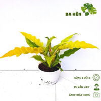 Cây Cung Đàn Vàng - Cây Trầu Bà Cung Đàn Vàng - Cây Philodendron Ring Of Fire Gold - Trang Trí Vườn