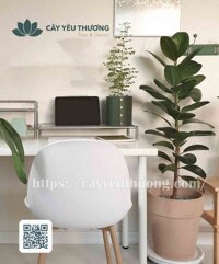 Cây đa búp đỏ Chậu đất nung trồng cây loại lớn