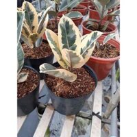 Cây đa búp đỏ lá cẩm thạch đa lá cẩm thạch