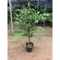 CÂY DẠ NGỌC MINH CHÂU CÂY ĐANG HOA ( ảnh thật )