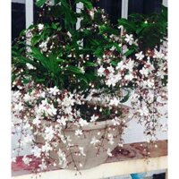 Cây dạ ngọc minh châu - Cây lan dương trắng cao 60cm đang hoa