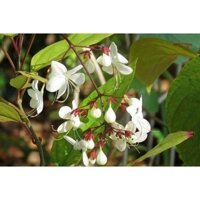 CÂY DẠ NGỌC MINH CHÂU SIZE LỚN