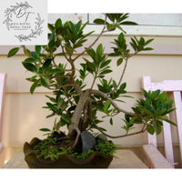 Cây da Nhật bản- Trang trí sân vườn- Decor -Phong thuỷ- Cây hoa kiểng Đồng Tháp