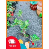 Cây Da Nhật Bonsai