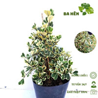 Cây Đa Tam Phúc (C9) - Cây Bàng Lá Tim Cẩm Thạch - Cây Cảnh Trang Trí - Trang Trí Vườn