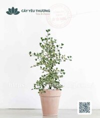 Cây đa tam phúc Chậu đất nung trồng cây loại lớn