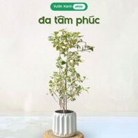 Cây Đa Tâm Phúc -Si Thái Cẩm Thạch Cao 70-80Cm Kèm Chậu Xi Măng, Cây Nội Thất Decor Nhà Cửa