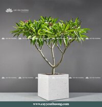 Cây đại hoa đỏ (sứ hoa đỏ) gốc lớn - Chậu Trồng Cây Cỡ Lớn