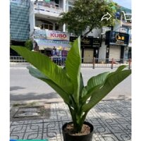 Cây Đại Phú  150 k.