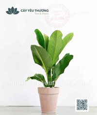 Cây đại phú gia Chậu đất nung trồng cây loại lớn