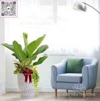 Cây đại phú gia - Chậu nhựa trồng cây cỡ lớn