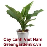 cây đại phú gia