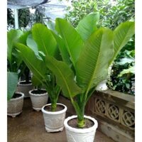 CÂY ĐẠI TỶ PHÚ (CÂY PHONG THỦY PHÁT TÀI) GIAO NHANH (cây giống quỳnh anh )