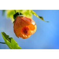 Cây Dâm Bụt Lòng Đèn