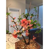 Cây Đào Mai Nhật Đang Nụ Nhỏ