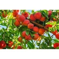 Cây đào tiên Nhật Bản
