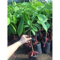 Cây dâu da đất, cây giống gửi đi nguyên bầu + Tặng 02 cây nhót ngọt