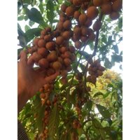 cây dâu da ngọt màu đỏ nâu 5 cây