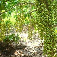 Cây dâu da xiêm siêu trái (chuyên cây giống )