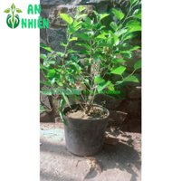 Cây Dâu Tằm Lớn