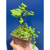 cây dâu tằm mini bonsai