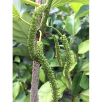 Cây dâu tằm trái dài