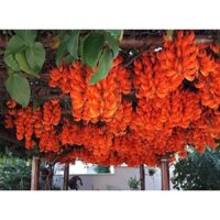 Cây 🌲 Dây leo Móng Cop  đỏ cam