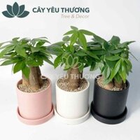 Cây để bàn làm việc - Cây kim ngân