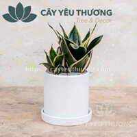 Cây để bàn làm việc - Cây lưỡi mèo