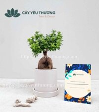 Cây để bàn làm việc - Cây si nhật