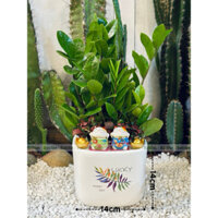 [cây để bàn mix sẵn Babilon] Cây Kim Tiền chậu sứ phối tiểu cảnh mèo thần tài sứ Tết - Khai Trương - Tân Gia