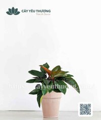 Cây đế vương đỏ Chậu đất nung trồng cây loại lớn