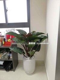 Cây đế vương đỏ chậu sứ trắng