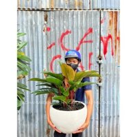 Cây Đế Vương Đỏ kèm chậu men sứ trắng- Cây nội ngoại thất văn phòng, nhà ở- Cây xanh quà tặng Khai Trương, Tân gia