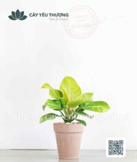 Cây đế vương vàng Chậu đất nung trồng cây loại lớn