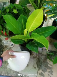 Cây đế vương vàng - Chậu sứ trắng