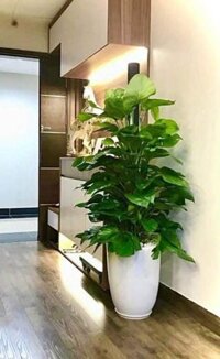 cây đẹp trồng trong nhà | Trầu bà cột chậu sứ lớn