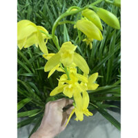 CÂY ĐỊA LAN VÀNG ĐANG NỤ HOA ( gui đi cả chậu ảnh 2)
