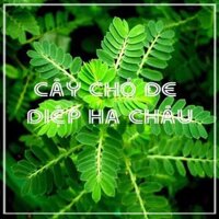 Cây Diệp Hạ Châu Cây Chó Đẻ khô 1kg