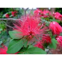 Cây điệp lào, cây cho hoa quanh năm, thân dẻo dễ tạo dáng bonsai - Calliandra emarginata