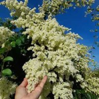 Cây Đinh Hương Nhật Bản - Hoa Trắng Thơm Nồng | Dễ Trồng, Leo Khỏe, Trang Trí Sang Trọng