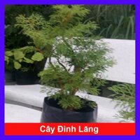 Cây Đinh Lăng - Cây cảnh sân vườn  Tặng phân bón cho cây mau lớn