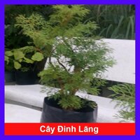 Cây Đinh Lăng - cây cảnh vườn  Tặng phân bón cho cây mau lớn