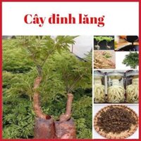 Cây đinh lăng lá nếp cao 15-30 cm dùng lấy lá và củ  ảnh thật hình cuối