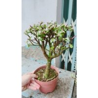 Cây Đô La Gốc Cổ Thụ