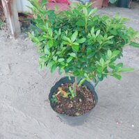 Cây Đỗ Quyên Hồng 30-40cm