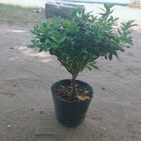 Cây Đỗ Quyên Hồng 30-40cm