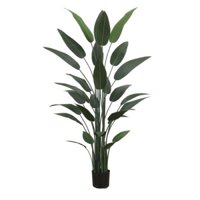 Cây dong riềng decor _ cây cao 110cm _ 140cm_160cm_180cm_210cm