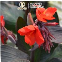 Cây Dong Riềng Đỏ Khô Thượng Hạng SATOSO