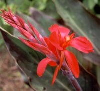 Cây Dong Riềng Đỏ – Thảo dược Bách An Khang JD162 caydongrieng – Bách An Khang | Bachankhang.com | Thế giới thảo dược, đông trùng hạ thảo, yến sào Khánh Hòa